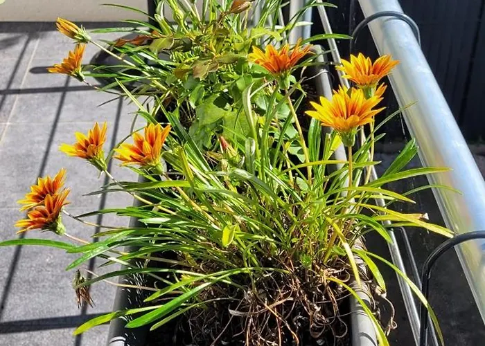 Le Logis Du Palmier Apartamento